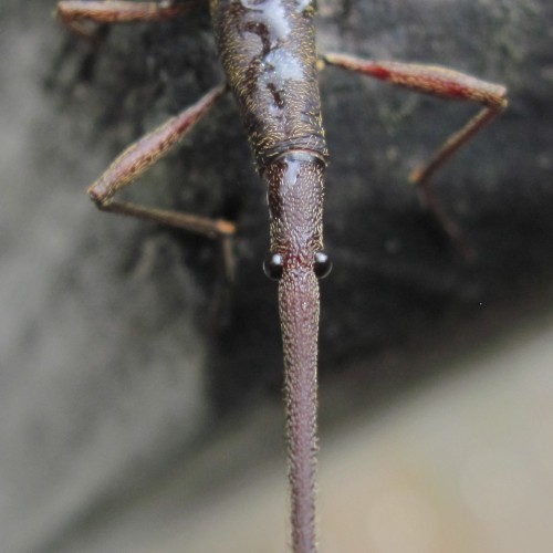 onenicebugperday: New Zealand giraffe weevil, Lasiorhynchus barbicornis, BrentidaeThe New Zealand gi