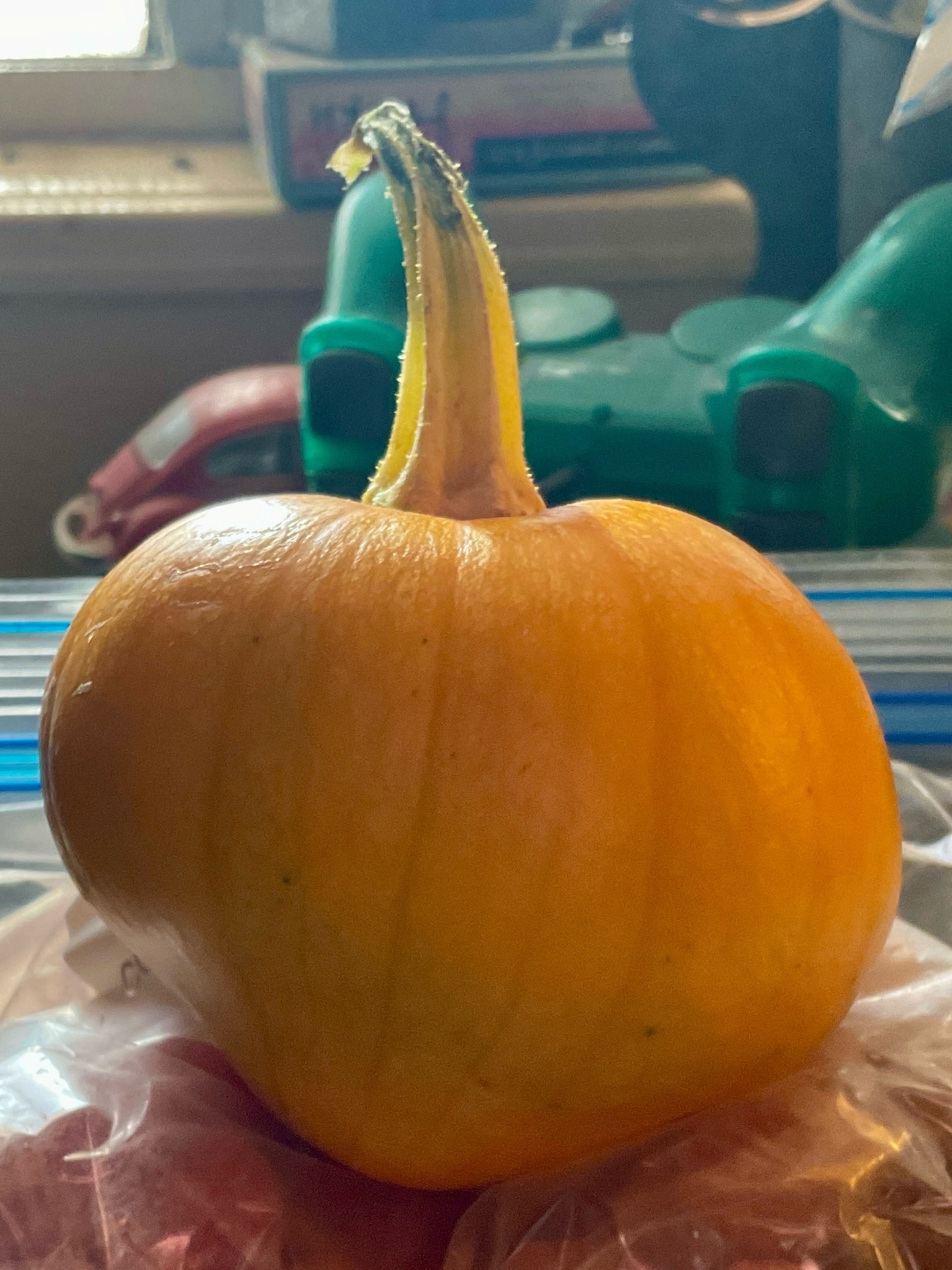 A small pumpkin, very asymmetrical, with a short length of whithering stem at the top.