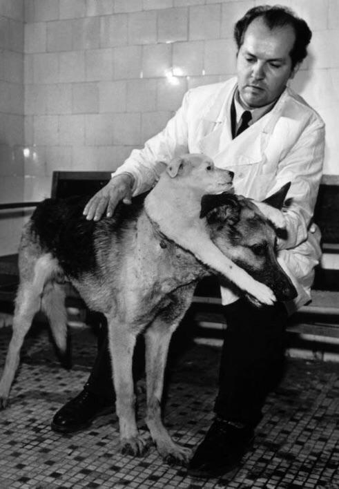 Soviet scientist Vladimir Demikhov pictured next to the 2-headed dog he created. After 23 attempts of grafting dog heads onto the bodies of other dogs, he managed to create one that survived for 4 days by connecting their circulatory systems and...