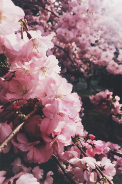 joel:  decided to go to the cherry blossom festival and yeah