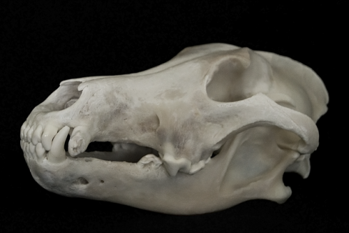 blackbackedjackal:Old Gray Wolf Skull 