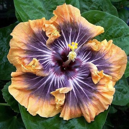 floralls: Tropical Hibiscus I via  tezulaplants