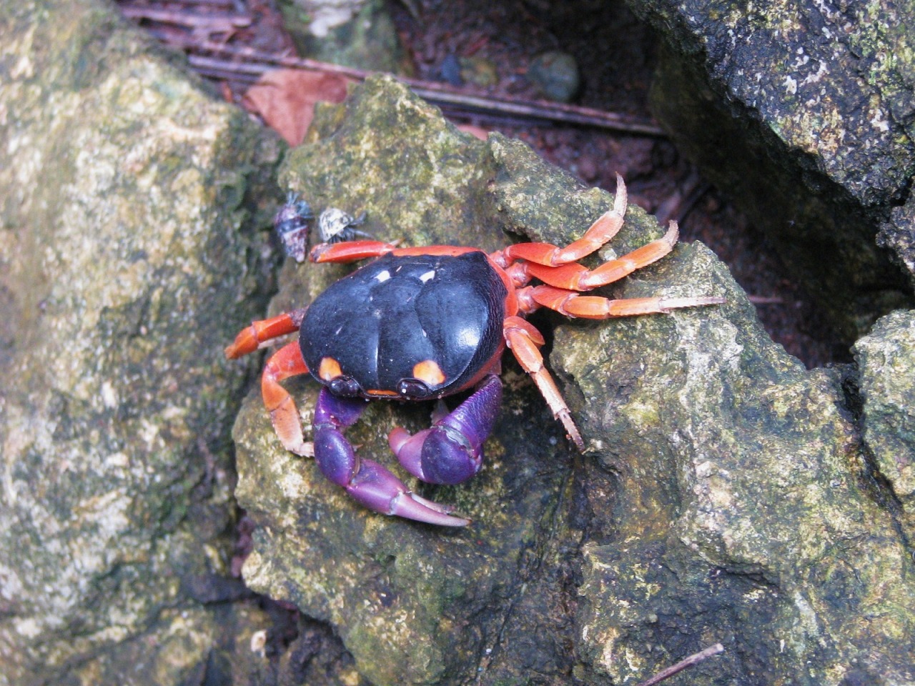 realmonstrosities:  The Halloween Crab heeded the call! These Central American crabs