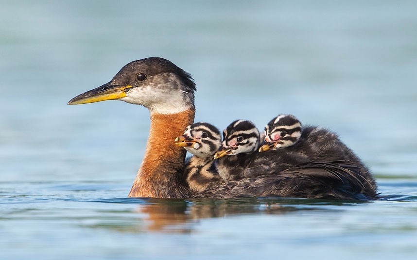 All aboard the mommy boat (Red-necked Grebe ferrying her chicks)