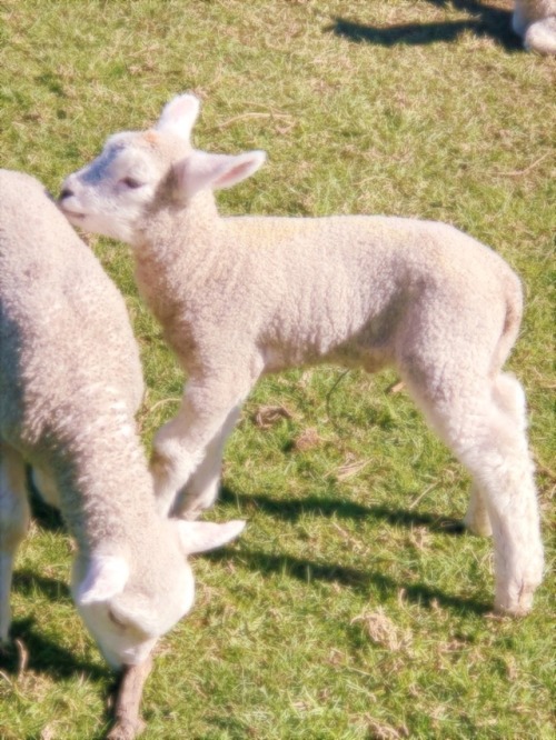 fuzzy lambs playing in the sun ✨