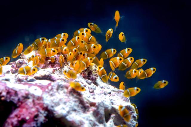 A cluster of about forty bright orange teeny baby clown fish hover over a pink and white algae-encrusted rock. They have adorably large black eyes and two little white vertical stripes on their bodies.