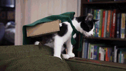 shingekinobuttcracks:  Attack on Kitten Original Video (x) 