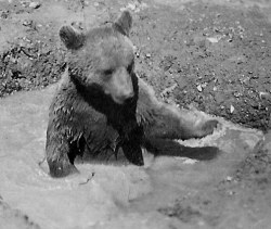 congenitaldisease:  In Iran in 1943, a group of Polish soldiers found and adopted an orphaned brown bear cub whose mother had been shot and killed by hunters. They gave him the name   Wojtek, meaning “joyful warrior.” When   Wojtek  was first rescued,