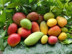 accras:  Mango diversity (in Haiti) 