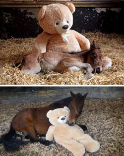 everythingfox:  “Breeze the baby horse is all grown up, but still sleeps with his teddy years later”(Source)