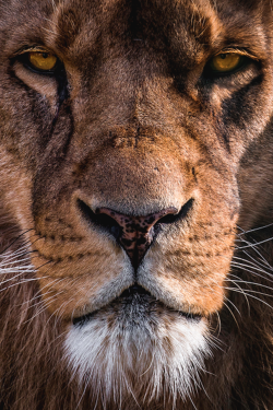 thelavishsociety:The King by Dirk Siemer