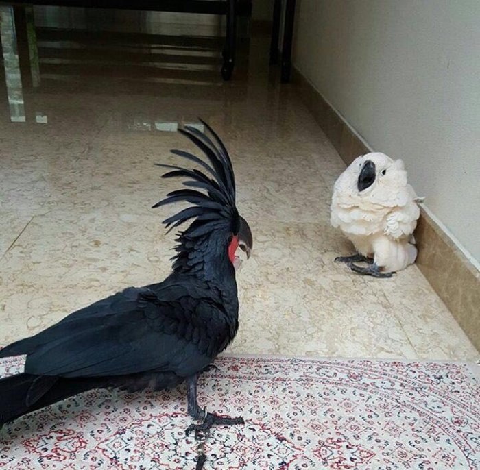fakehistory:Goth invader corner scared citizen of Rome (circa 400 A.D.)