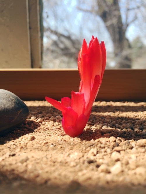 I love how this fallen Christmas cactus bloom looks in my office sand garden.
