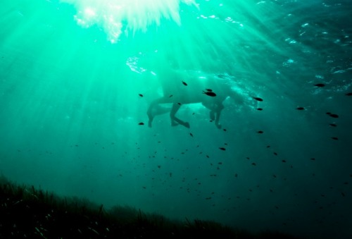 megarah-moon:“Sea Horse” byKurt Arrigo