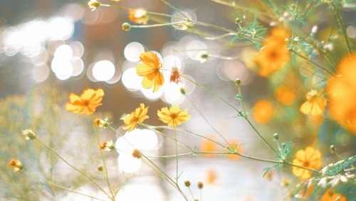 The Brilliance Of Golden Cosmos