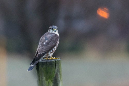 #merlin #birds #hawk #Audubon #birding #birds of prey # Rapters