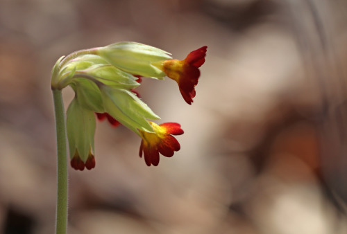 Red-flowered primula veris/cowslip/Röd gullviva.