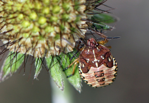 Green shield bug/Grön bärfis (Palomena prasina) - nymph.Purpurbärfis (Carpocoris purp