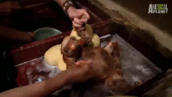 babyanimal-gifs:  baby sloth bath time.x 