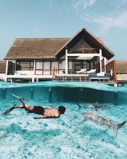 earth:  Swimming with sharks in the Maldives