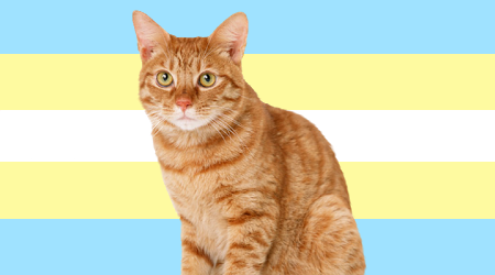 yourfavisahimbo:yourfavisahimbo:Every Male Orange Cat from Real Life is a Himbo!The best part about 