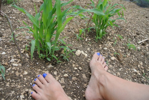 hippie-feet: The corn I planted is growing well!