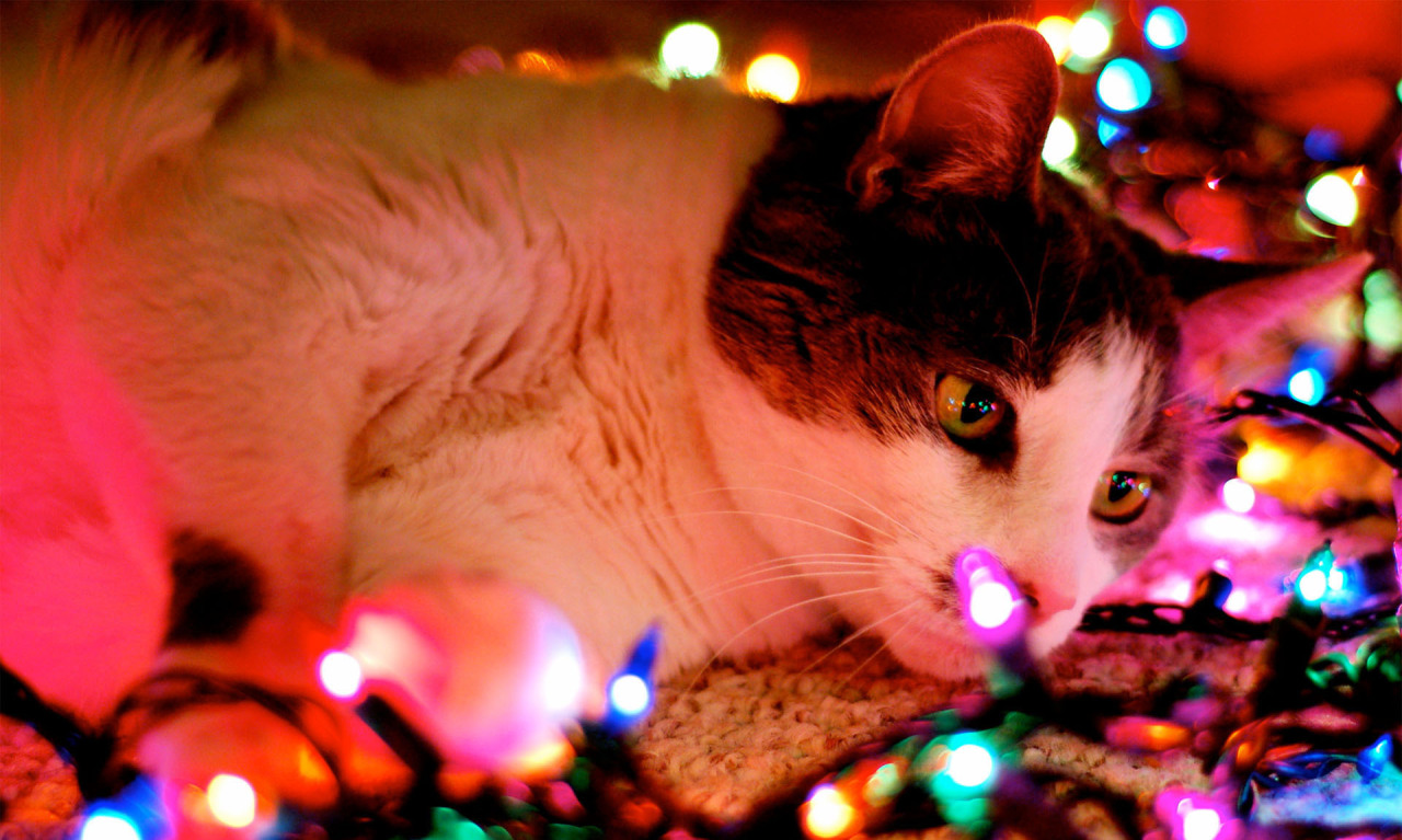 de-lila-a-medio-dia:    Inaugurating the Christmas season!   ♥