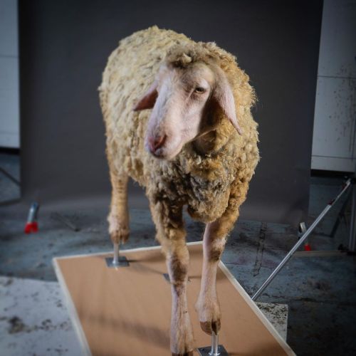 Deutsches merino sheep synthetic sculpture. #sheep #deutschemerino #deutschemerinoschafe #schafe #me