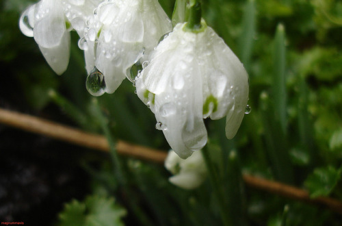 Snowdrops in raindrops by magnummavis on Flickr.