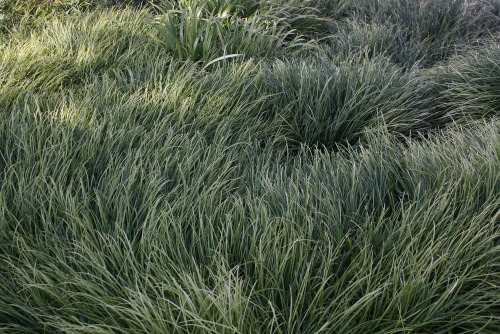 90377: Ophiopogon jaburan (monkey grass) at the botanical garden.