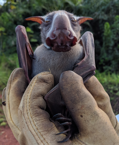 HAMMERHEAD BAT (male) of BIG-LIPPED BATHypsignathus monstrosus©Sarah H. OlsonThis is the larges