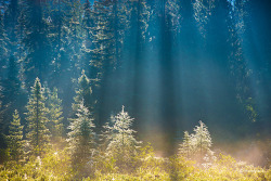 Y0-Its-D0E:  Sun Rays In Forest By Henry W. L On Flickr.