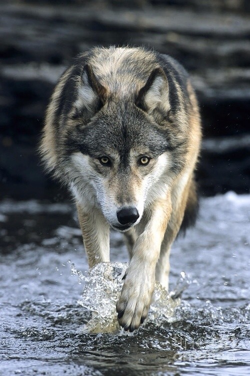 babesandwolves