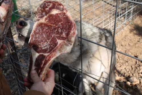 pupcontent:Dispensing some snacks to an assortment of dogs