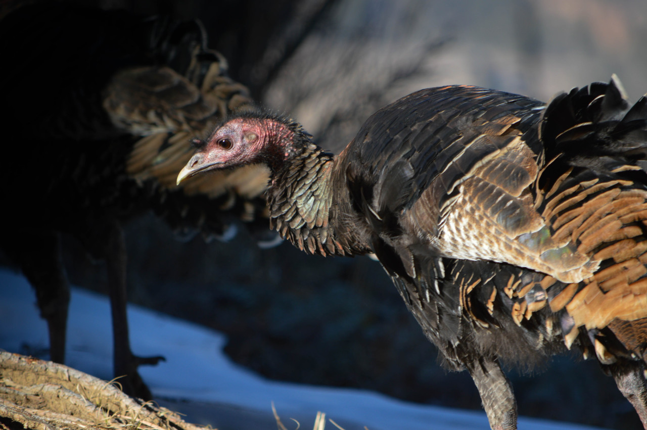 The bird of 2015 #001: Wild Turkey
I decided early in January that I would do my best to photograph as many bird encounters as I could. That day, I started my Birds of 2015 project by hanging out up close with the flock of wild turkeys (Meleagris...