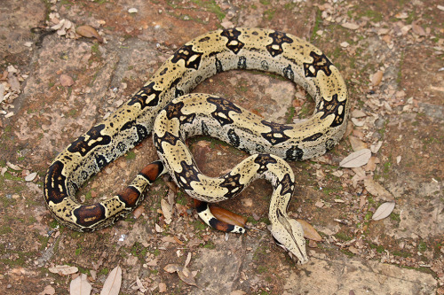 crispysnakes:Birch Beer - Lemke line, North Brazil (Boa constrictor) Birch Beer looking nice. Having