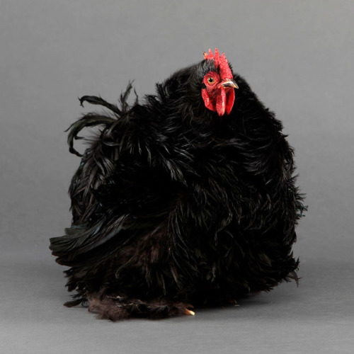 chickenoftheday:the roundest cochins i could find