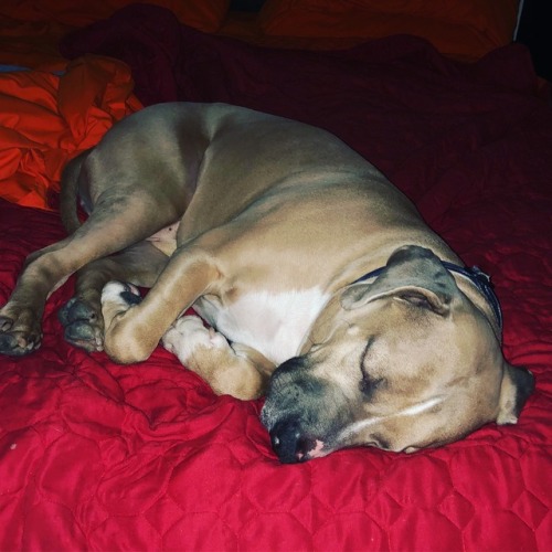 brutusthewonderdog: He’s never ever gotten into bed without me before. I don’t know if I