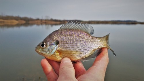 Enjoying some lazy spring fishing. It is nice to not have to be totally bundled up to go out and cat