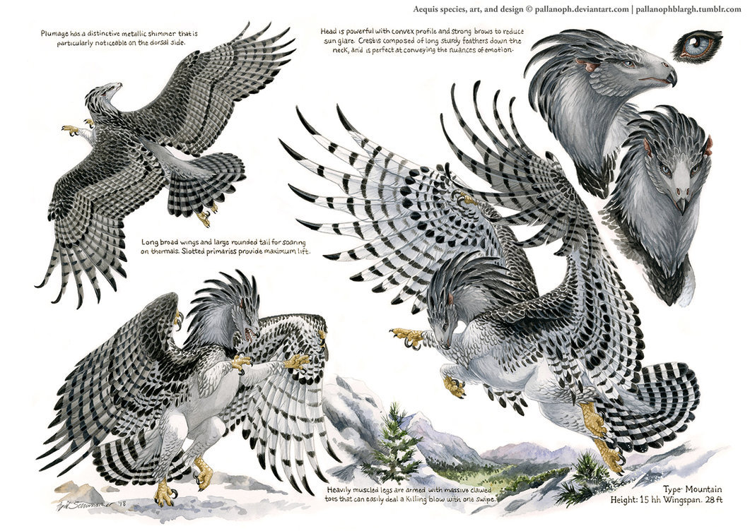 pallanophblargh: Custom Aequis: Mountain Harpy by pallanoph  Here she is in full!