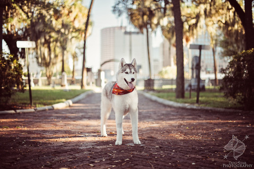 huskyhuddle:Hubble at the Historic Oaklawn Cemetery. Little crossroads puppy &lt;3