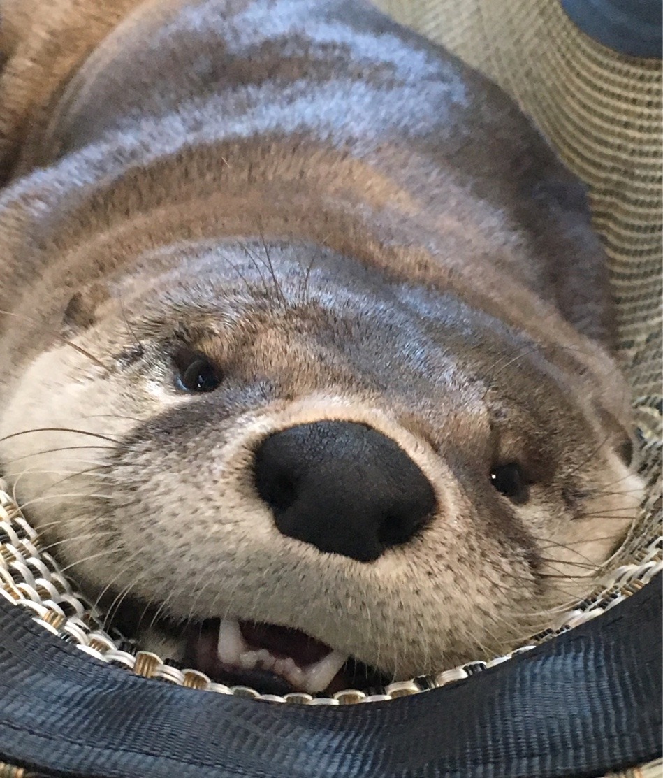aquaristlifeforme:  I’m sorry if you guys have been getting tired of nothing but