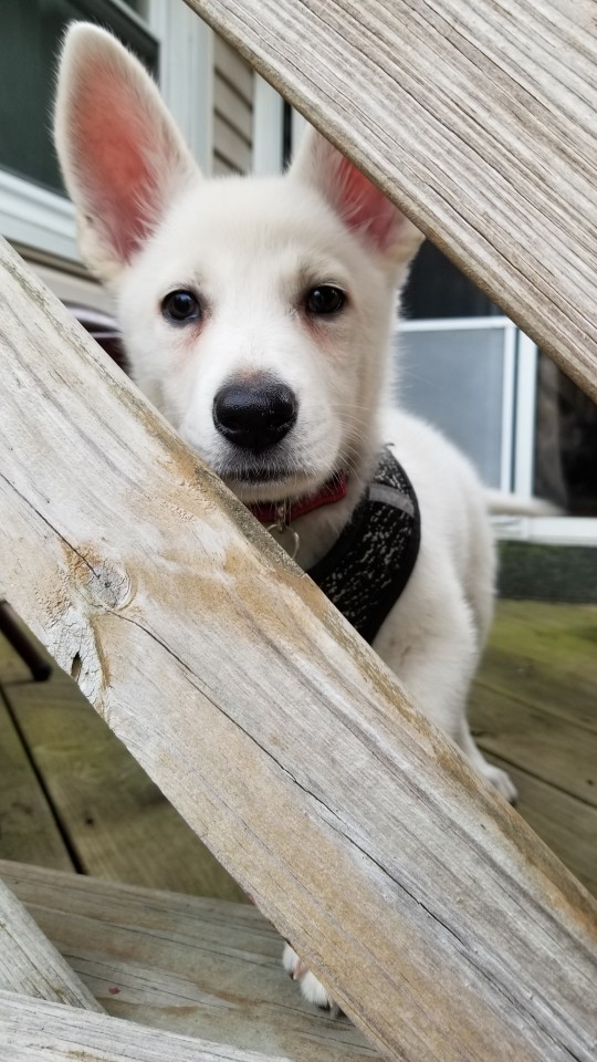 katiiie-lynn:Took sweet little Astrid on a mini roadtrip with me today. Had my parents