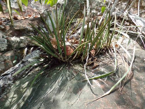  Brassavola tuberculata, in situ, Coxim, MS, Brazil.Orchidaceae: Laeliinae.By Marcilio Lopo‎. [x]