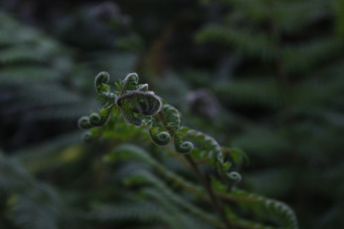 90377:Ferns at the botanical garden, May 2016Tumblr | Instagram | Etsy Shop