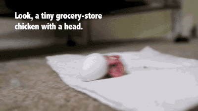 gifsboom:  Baby Cockatiels’ first 30 days. [video]