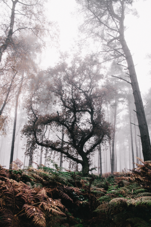 freddieardley - Rediscovering HighlightsOxfordshire Forests...