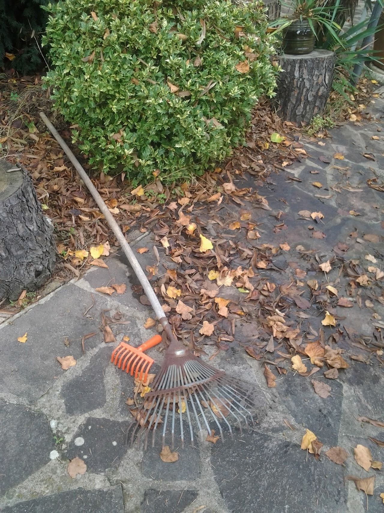 picdescbot:  an orange treeabout this bot | picture sourcethe text in this post
