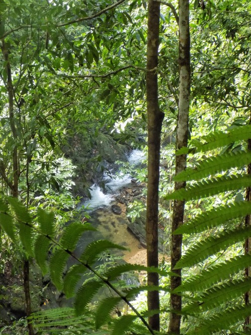 theeyeoftroy:On the trail to Rio Seco, Matura, Trinidad. Copyright 2017 Troy De Chi. All rights rese