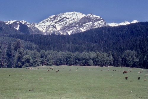 Spring in Kashmir III - Mountain and Meadow, Gulmarg, Jammu and Kashmir, 1978.